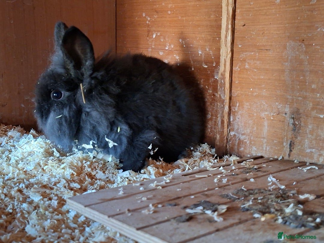 Mixed Breed rabbits for sale: Baby rabbits  - Advert 10