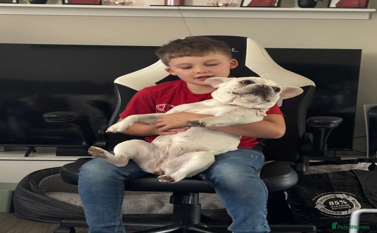 French Bulldog dogs - Advert 1