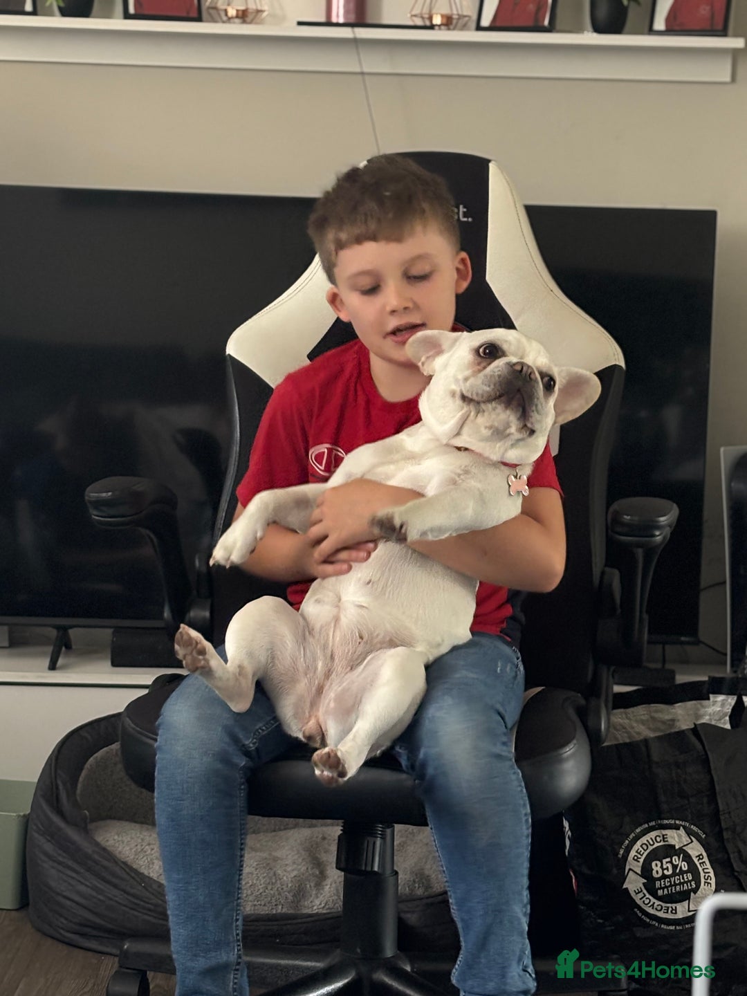 French Bulldog dogs for sale: Frenchie bitch - Image 1