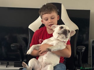 French Bulldog dogs - Advert 1