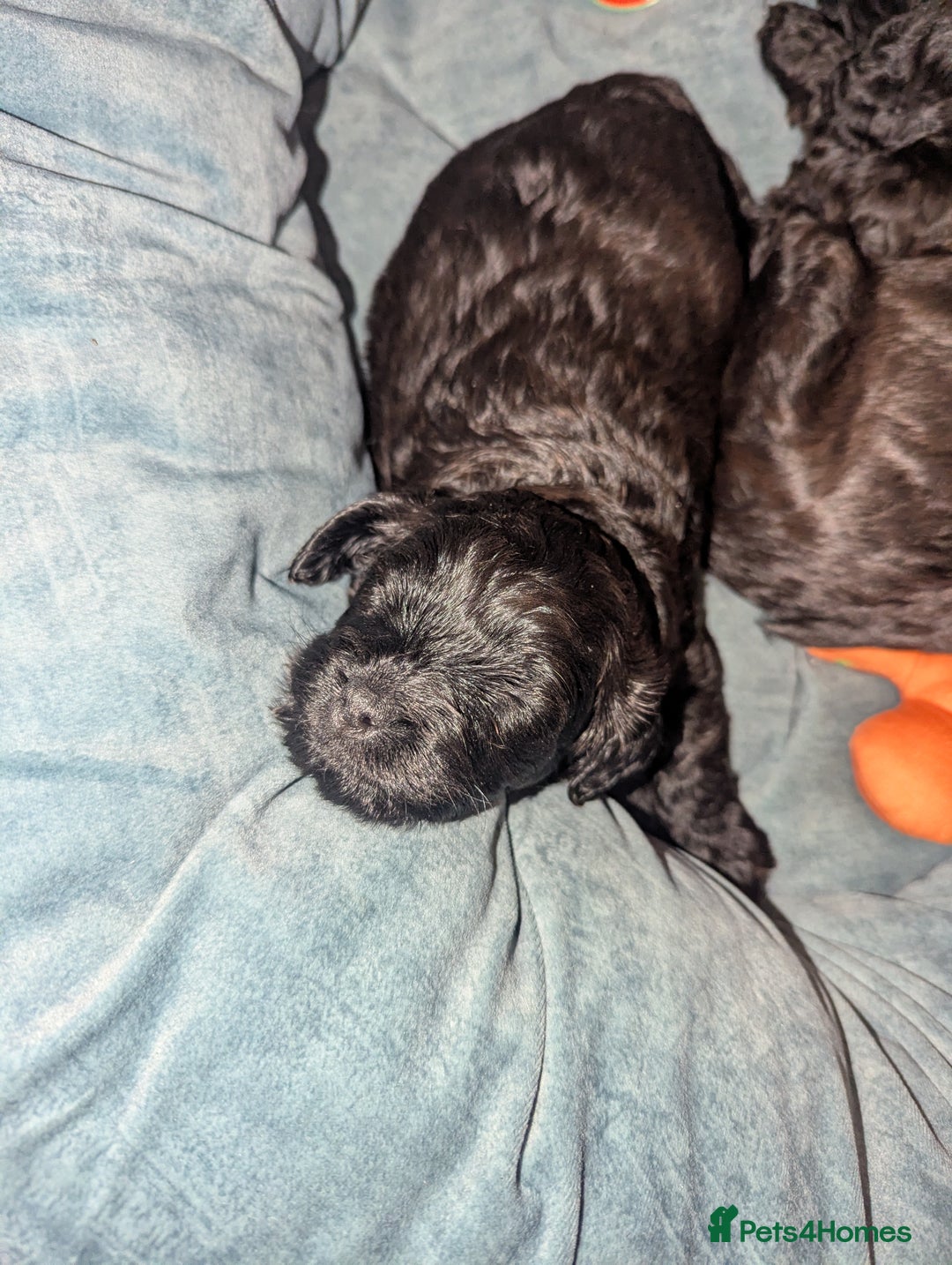 Cavapoo dogs for sale: Cavapoo  - Advert 3