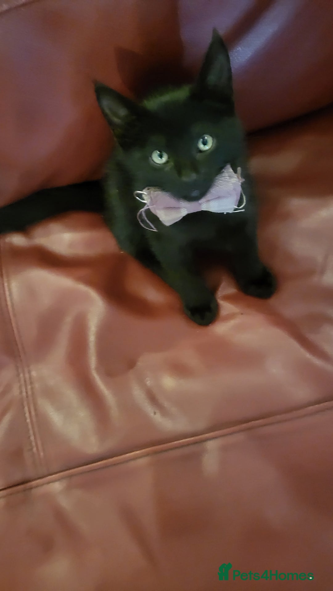 British Shorthair cats for sale: 1 girl and 1 white boy left. Dropped price at 150 - Image 4
