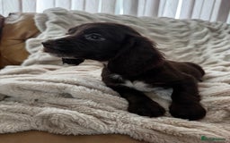 Sprocker dogs for sale: Health Tested- Chocolate Sprocker Puppies 🐻  in Bishop Auckland - Image 8