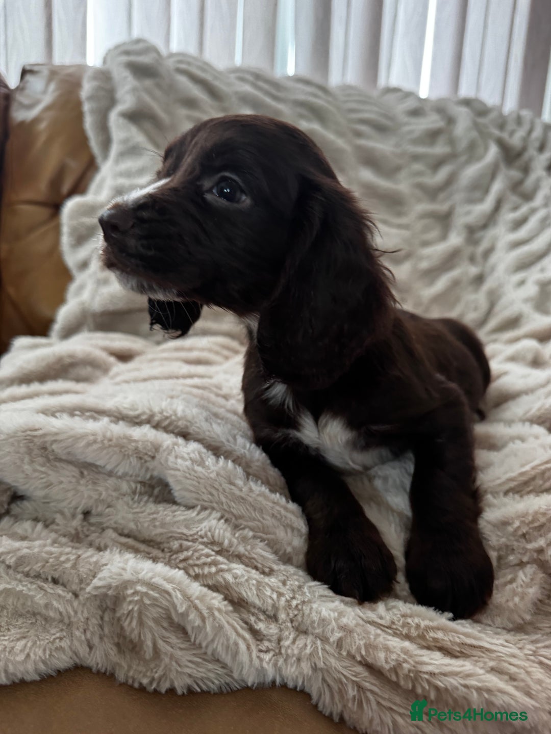 Sprocker dogs for sale: Health Tested- Chocolate Sprocker Puppies 🐻  in Bishop Auckland - Image 8