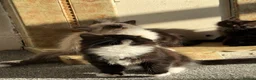 Mixed Breed cats for sale: kittens ready to be loved  - Advert 19