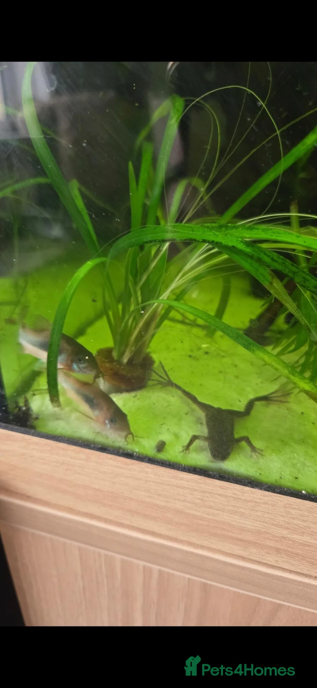 Other/Mixed Breed fish for sale: Juwel Lido 120 Aquarium & unit and all fish  - Advert 2