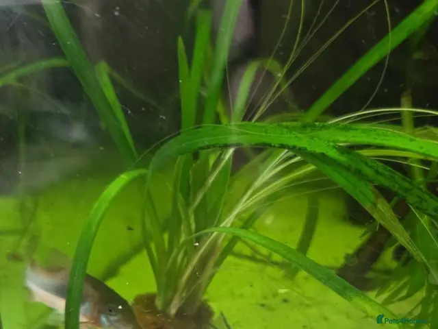 Other/Mixed Breed fish for sale: Juwel Lido 120 Aquarium & unit and all fish - Advert 2