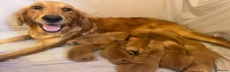 Golden Retriever dogs for sale: KC Fox Red Golden Retriever Puppies  in ELY - Advert 13