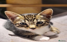 Bengal cats for sale: Bengal kittens - Image 1