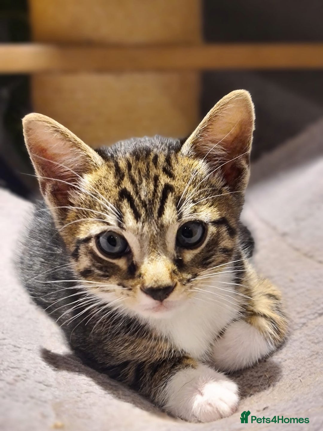 Bengal cats for sale: Bengal kittens - Image 1