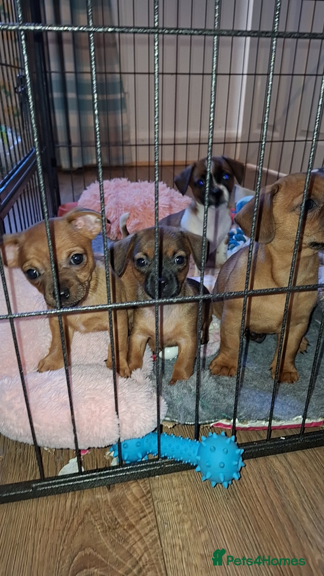 Mixed Breed dogs 🐾 Gorgeous Mixed-Breed Puppies – 🐾 - Advert 6