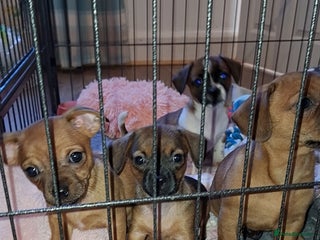 Mixed Breed dogs 🐾 Gorgeous Mixed-Breed Puppies – 🐾 - Advert 1