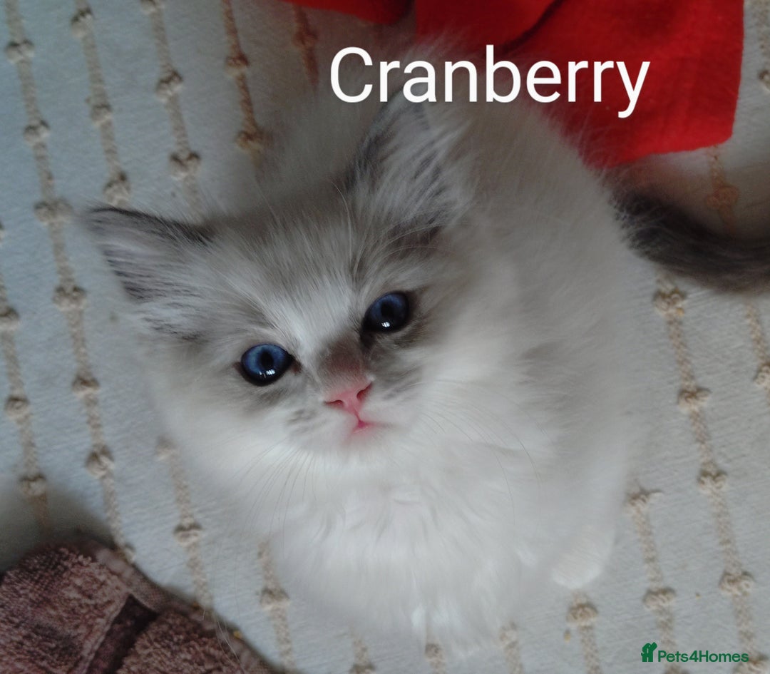 Ragdoll cats for sale: GCCF pedigree ragdoll kittens for sale £850 -£1100 - Image 6