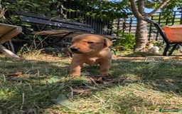 Labrador Retriever dogs for sale: Exceptional KC Labrador Puppies for Sale - Image 5