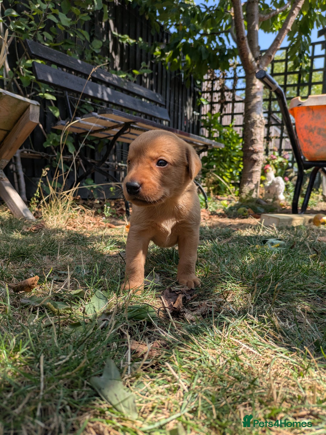 Labrador Retriever dogs for sale: Exceptional KC Labrador Puppies for Sale - Image 5