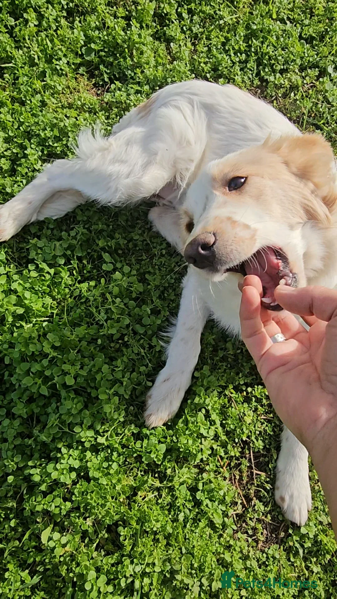 Mixed Breed dogs for adoption: MOLLY - Advert 3