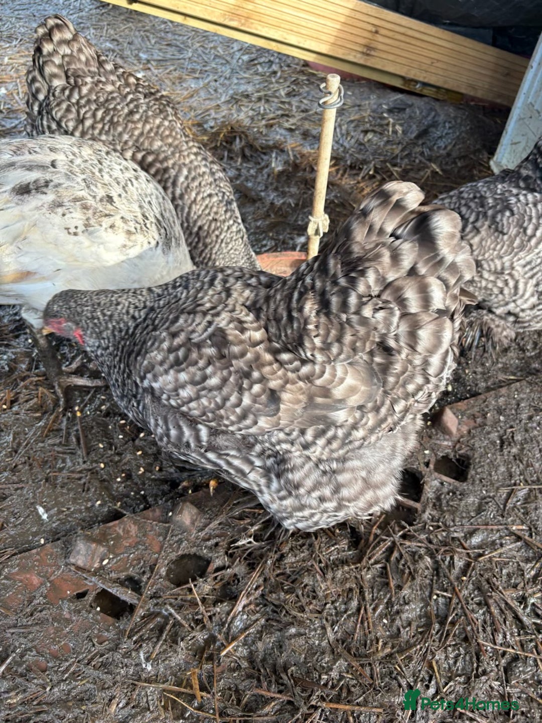 Chickens poultry for sale: Brahma  - Advert 4