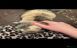 Mini Lop rabbits for sale: 2 year old Mini Lop Female  - Image 2
