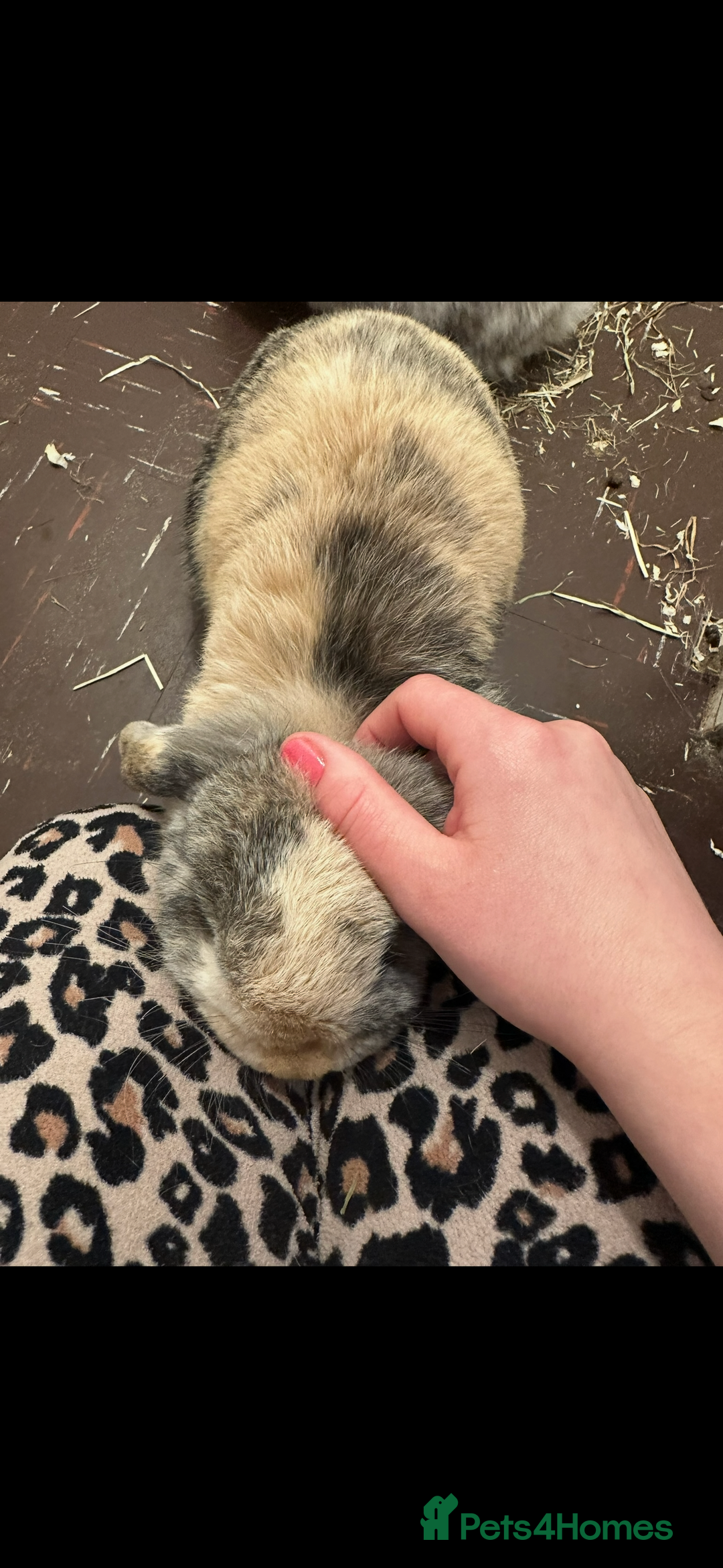 Mini Lop rabbits for sale: 2 year old Mini Lop Female  - Image 2