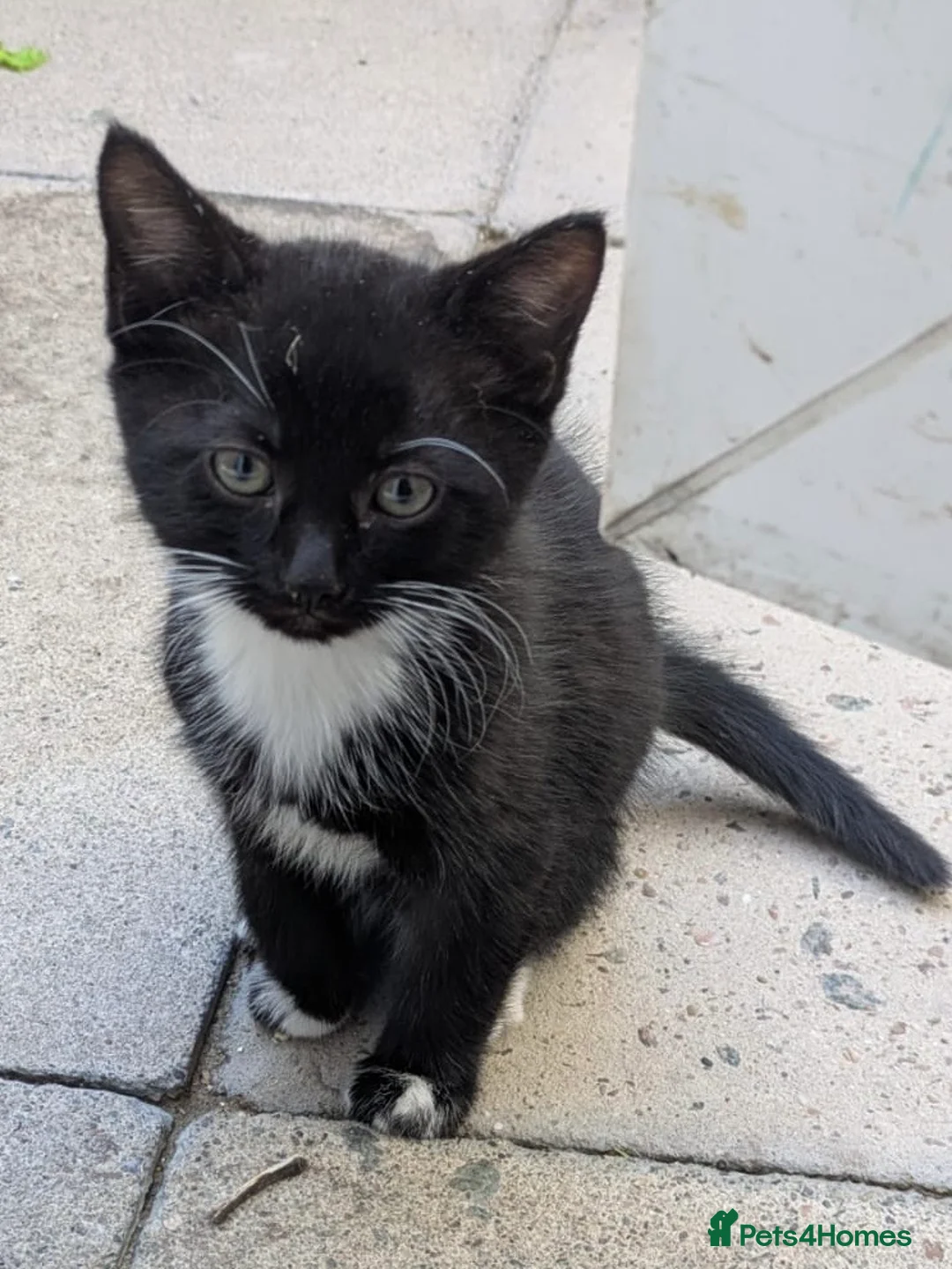 Mixed Breed cats for sale: Male Kittens Ready for Loving Homes  - Advert 11