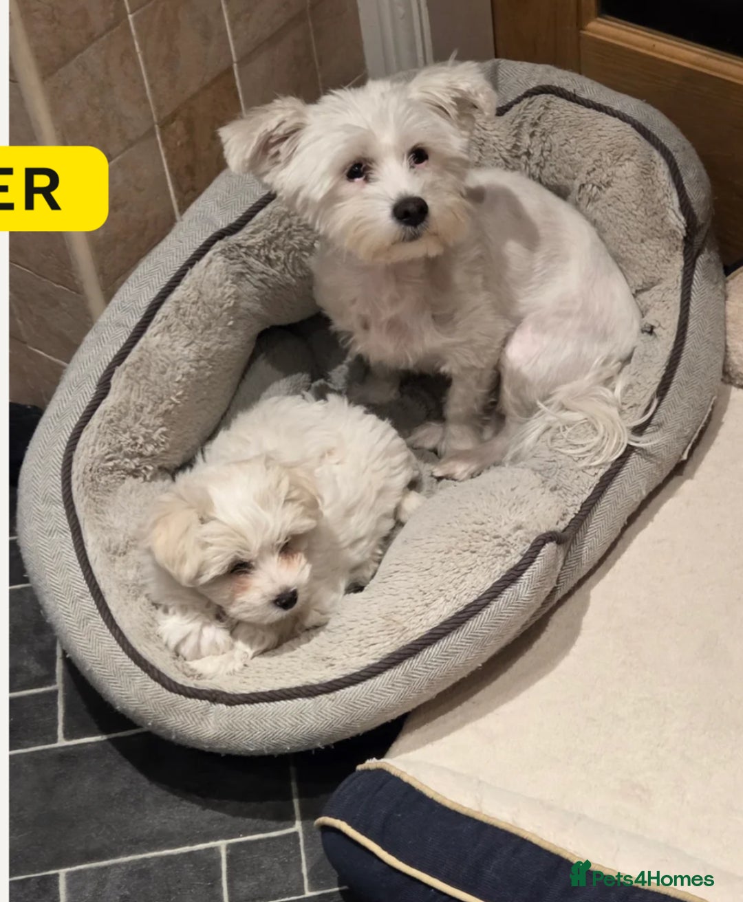 Bichon Frise dogs for sale: Two beautiful Bichon frise pups  - Image 1