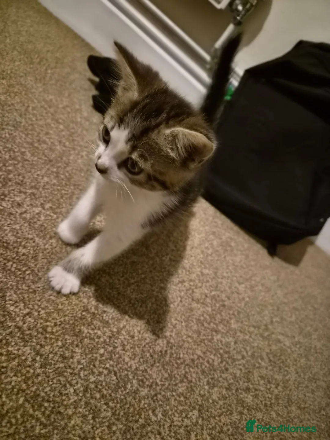 British Shorthair cats for sale: Beautiful little girl in Coleford - Advert 2