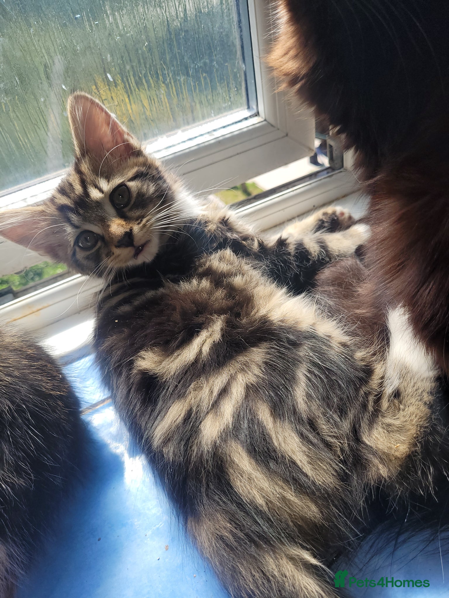 Mixed Breed cats 2 beautiful kittens  - Advert 1