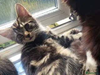 Mixed Breed cats 2 beautiful kittens - Advert 1