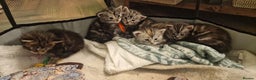 Maine Coon cats for sale: Pure Maine Coon Kittens - Advert 15