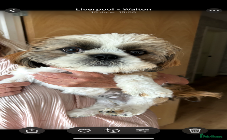Shih Tzu dogs - Advert 7
