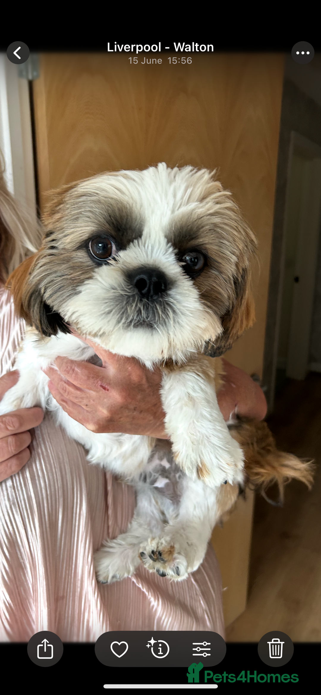 Shih Tzu dogs for sale: 2 male shih tzu - Image 1