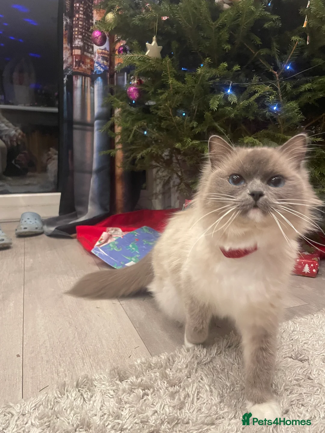 Ragdoll cats for sale: Ragdoll kitten for sale 8 weeks old - Advert 2