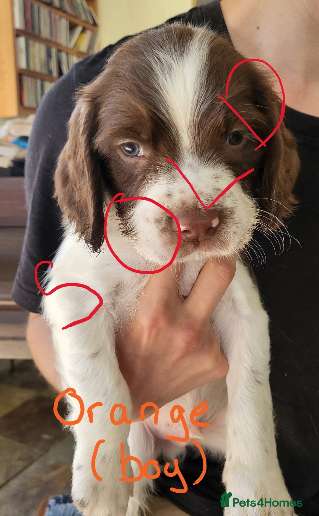 English Springer Spaniel dogs for sale: Working English Springer Spaniel Puppies - Image 4