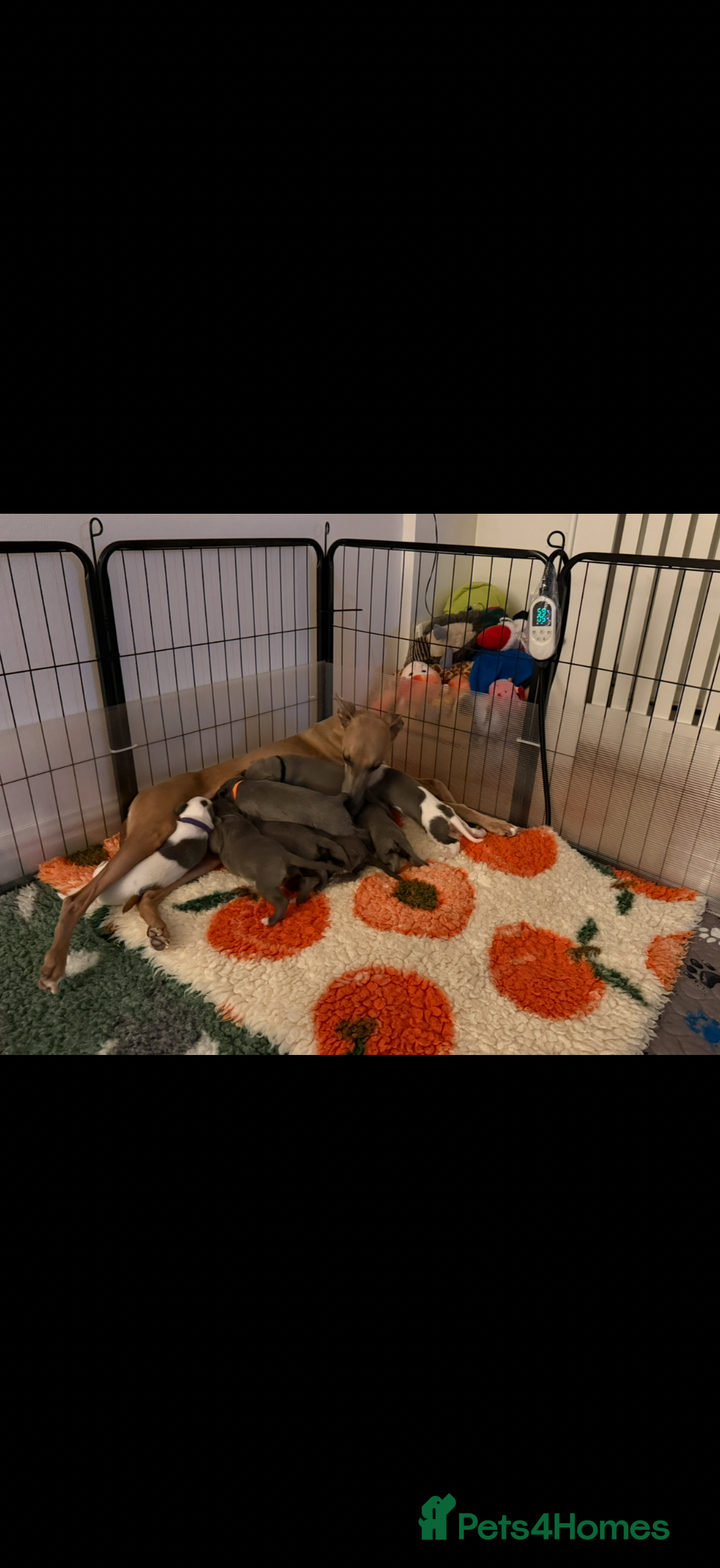 Whippet dogs QUALITY KC WHIPPET PUPPIES 🔵⚪️ - Advert 12