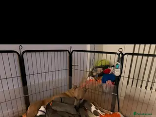 Whippet dogs QUALITY KC WHIPPET PUPPIES 🔵⚪️ - Advert 12