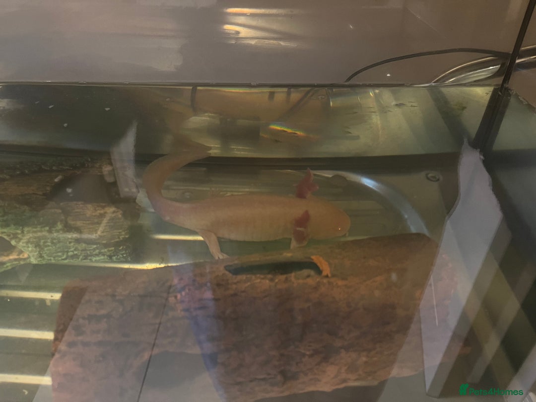 Axolotl reptiles for sale: Axolotl  - Advert 2