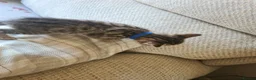 Bengal cats for sale: Kittens x bengal READY TO LEAVE  - Advert 33