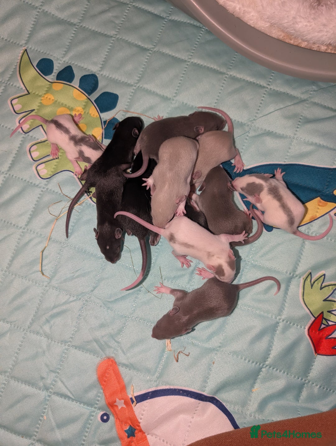 Rat rodents for sale: Waiting list for baby rats  - Image 6