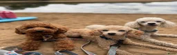 Toy Poodle dogs for stud: 🐩 TEDDY BEAR PRINCE- TINY DEEP RED KC TOY POODLE  - Advert 4