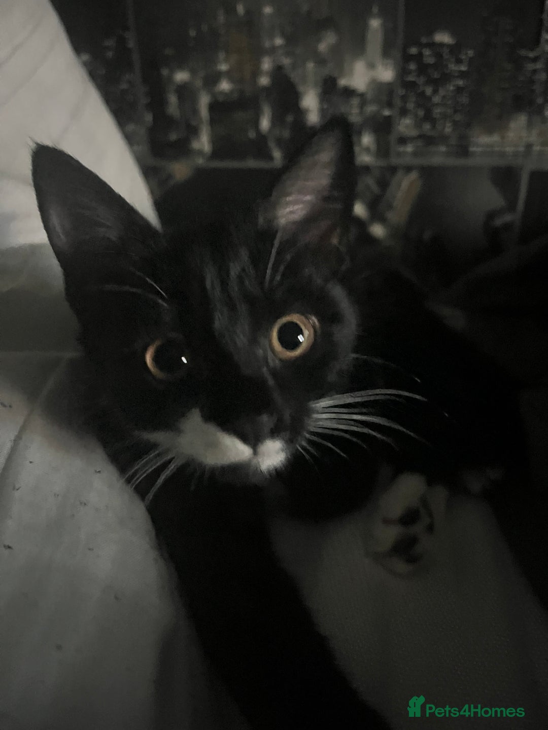 British Shorthair cats for sale: black and white young cat  - Advert 4