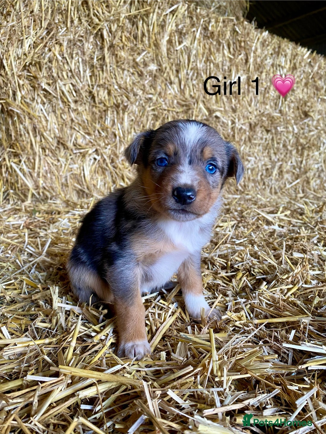 Border Collie dogs for sale: Border Collie Puppies - Advert 3