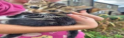 Mixed Breed cats for sale: Beautiful Tabby Kittens Available  - Advert 3