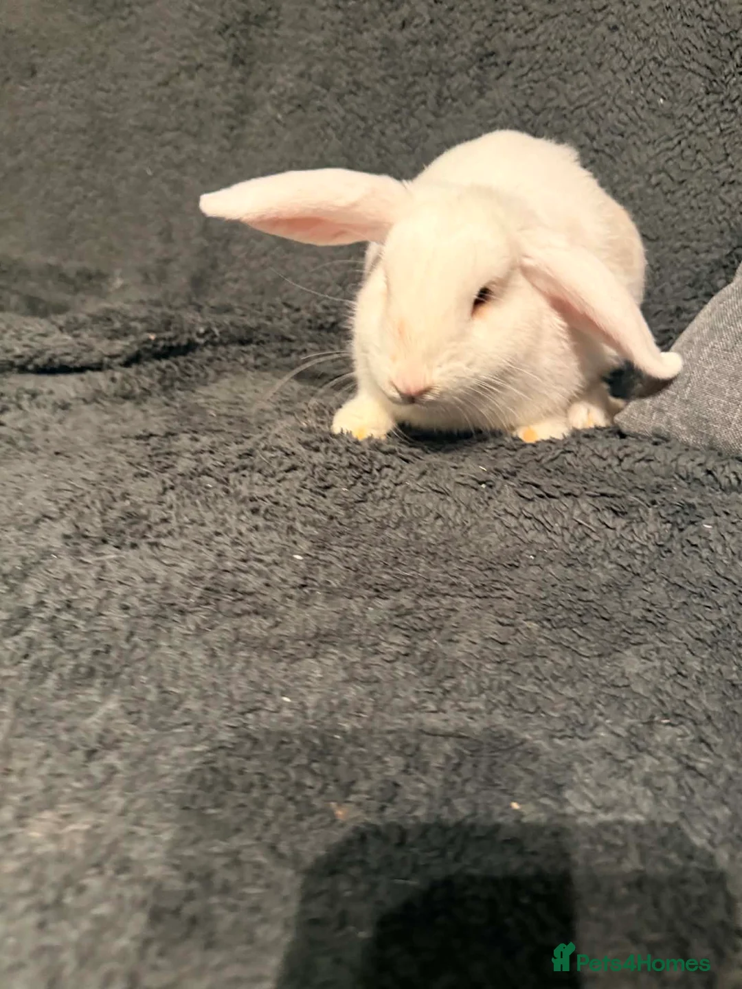 Mini Lop rabbits for sale: 2 male mini lops  - Advert 2