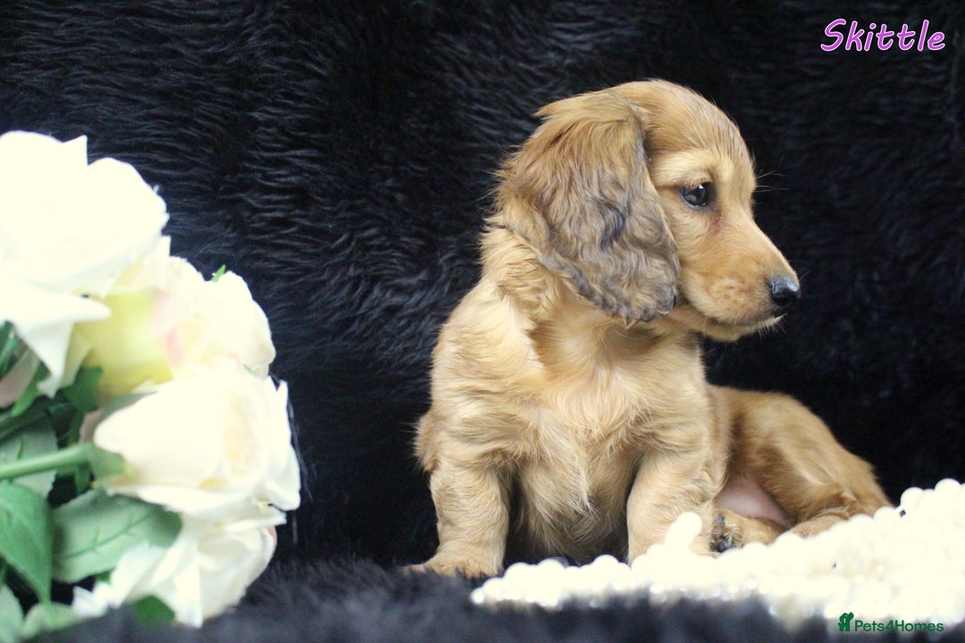 Miniature Dachshund dogs for sale: KC PRA Clear Mini Longhair Daxies – Dapple - Advert 25