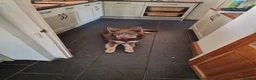 German Shepherd dogs for stud: Isabella and tan german shepherd stud - Advert 4