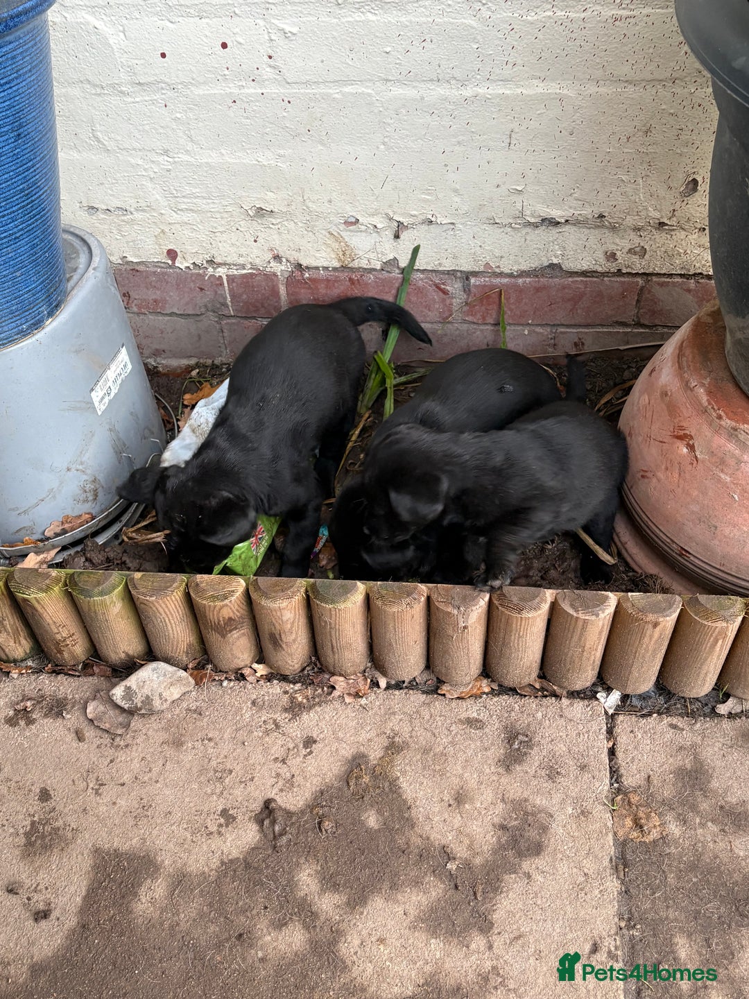 Labrador Retriever dogs for sale: Labrador girl’s ready now  - Advert 19