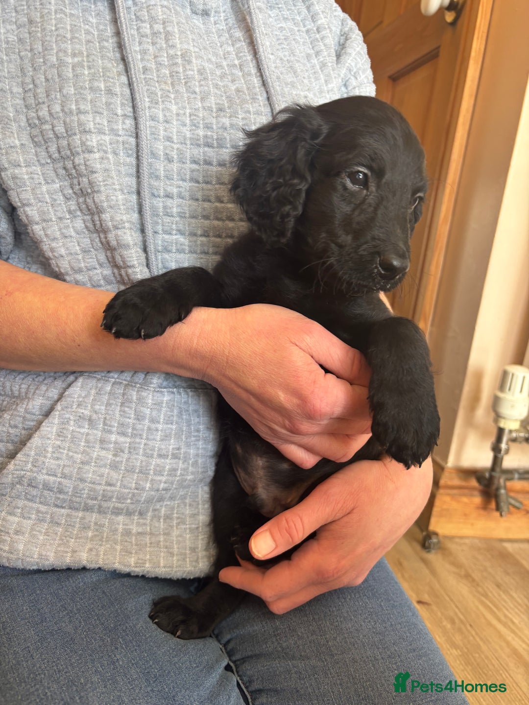 Mixed Breed dogs for sale: Male Australian Labradoodles  - Image 16