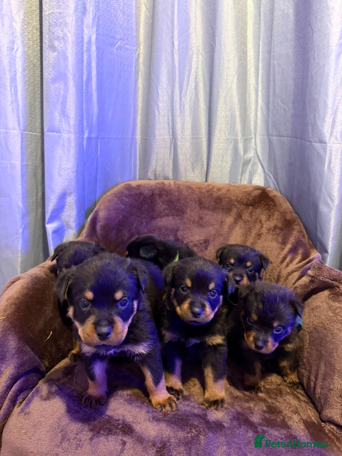 Rottweiler dogs German Rottweiler puppies  - Advert 5