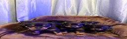 Rottweiler dogs for sale: German Rottweiler puppies  - Advert 1