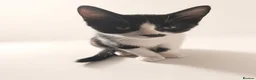Aphrodite Giant cats for sale: Lovely kittens  - Advert 2